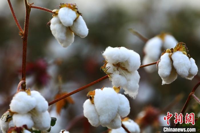 朵朵棉花吐絮盛開。　劉艷敏 攝