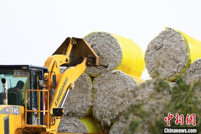 叉車將采棉機(jī)吐出的“金蛋蛋”裝車。　高雙強(qiáng) 攝