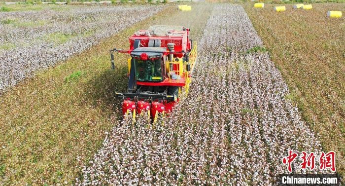 采棉機(jī)正在采收棉花，猶如在五線譜上跳動(dòng)的音符，正在演奏豐收的樂(lè)章?！∷谓?攝