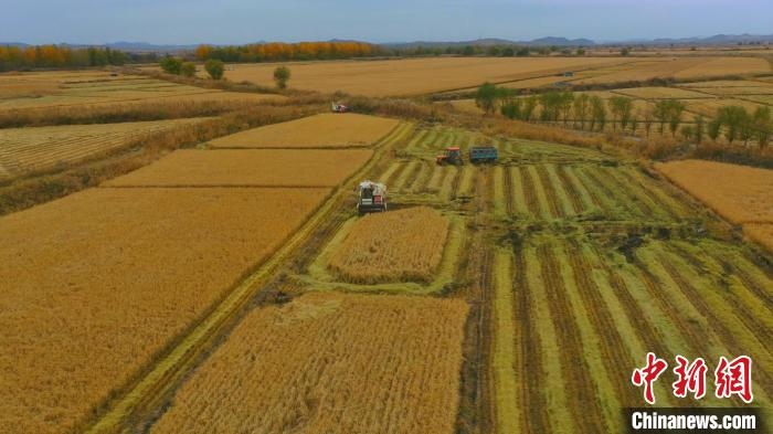 圖為科右中旗杜爾基鎮(zhèn)雙金嘎查的萬畝水稻田進入集中收割期?！≮w殿威 攝
