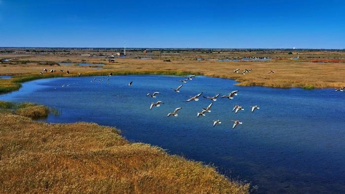 △黃河三角洲擁有天然蘆葦270平方公里，是東北亞內(nèi)陸和環(huán)西太平洋鳥類遷徙重要的“中轉(zhuǎn)站”、越冬地和繁殖地。(總臺央視記者李煒、程鋮拍攝)