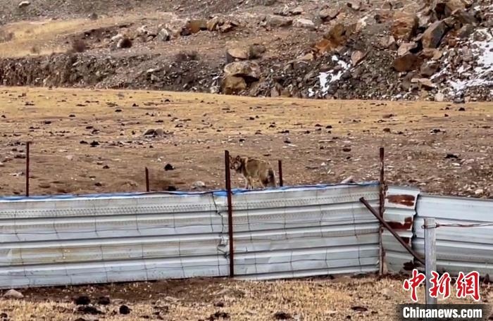 圖為闖入村民家中的野狼?！∨d海縣公安局溫泉派出所供圖