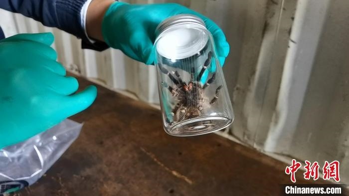 張家港海關工作人員截獲捕鳥蛛?！⊥踅〕?攝