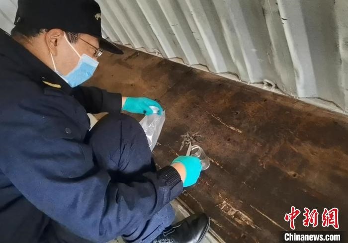 張家港海關工作人員截獲捕鳥蛛。　王健超 攝