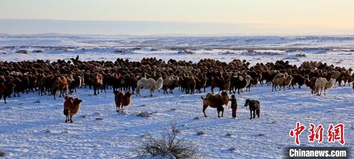 進(jìn)入冬季，駱駝在戈壁灘上散養(yǎng)?！」o琨 攝