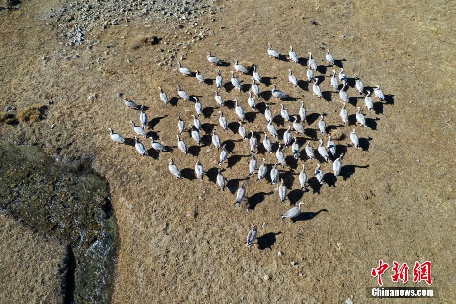 冬日拉薩河谷風景秀麗