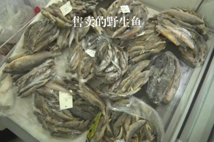 2021年12月6日，督察組現(xiàn)場(chǎng)隨機(jī)抽查發(fā)現(xiàn)，保護(hù)區(qū)附近餐館仍然存在非法經(jīng)營野生河魚的問題