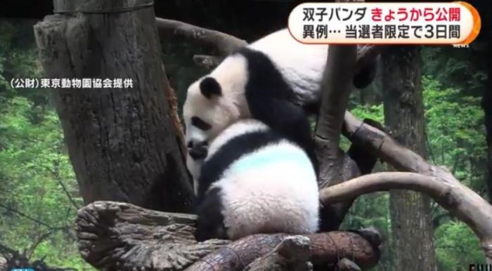 12日，日本東京上野動(dòng)物園的旅日雙胞胎熊貓開始同游客見面。(圖片來源：日本富士電視臺(tái)視頻截圖)