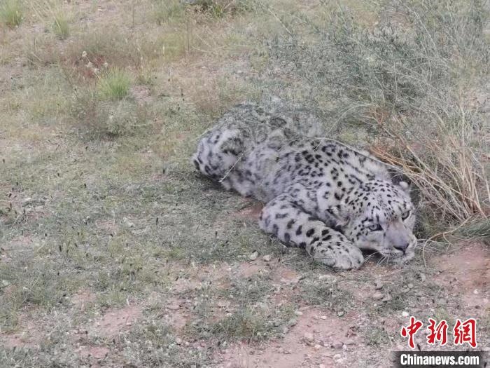 圖為在四子王旗發(fā)現(xiàn)的雪豹(資料圖)?！∷淖油跗炀焦﹫D