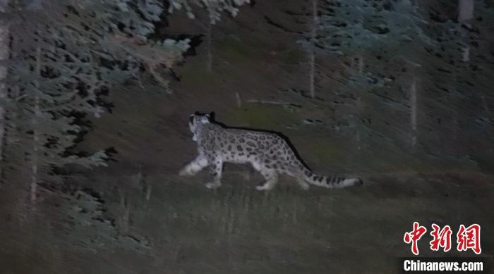 圖為被放歸自然的雪豹(資料圖)?！让晒帕植菥止﹫D。