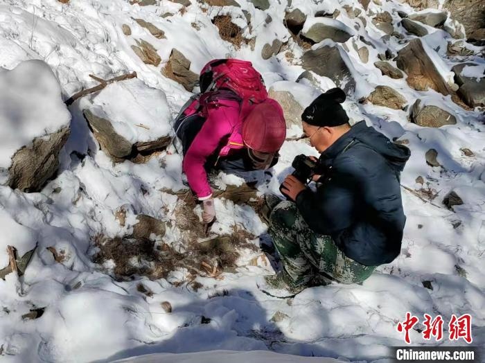 行程84公里內蒙古放歸雪豹“游山玩水”過春節(jié)