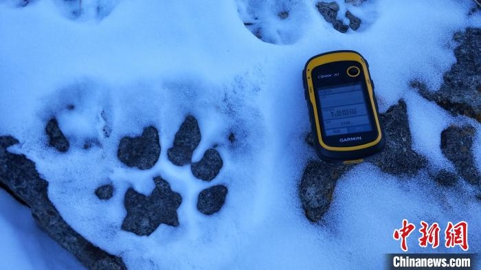 圖為疑似放歸雪豹的足跡(資料圖)?！让晒刨R蘭山國家級自然保護區(qū)供圖