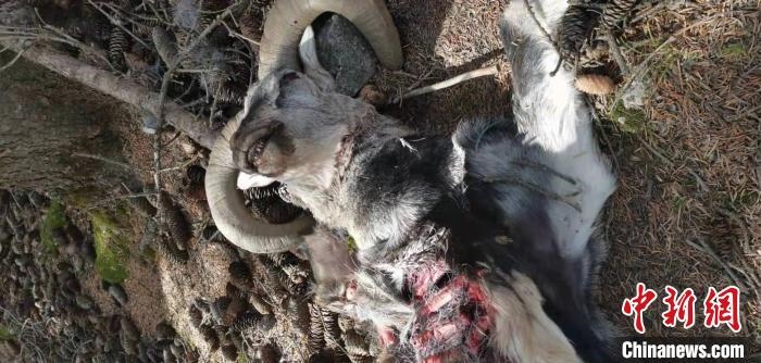 圖為疑似雪豹捕食巖羊的殘骸(資料圖)?！让晒刨R蘭山國家級自然保護區(qū)供圖