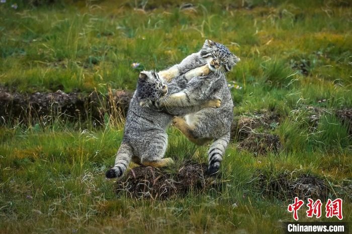 圖為作品《難分伯仲》。　焦生福 攝