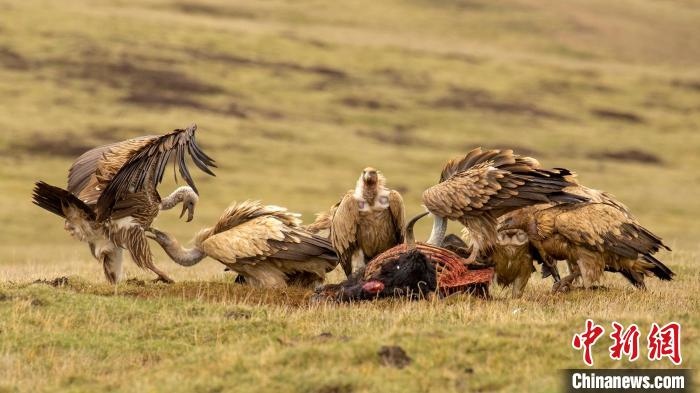 圖為作品《聚會》?！℃夭疾夭爬?攝