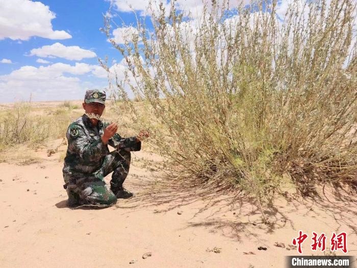 圖為謝寶民查看梭梭長(zhǎng)勢(shì)。　受訪(fǎng)者供圖