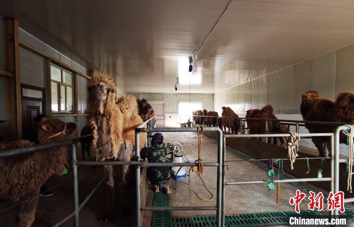 圖為共人正在給駱駝擠奶?！⊥蹰L梅 攝