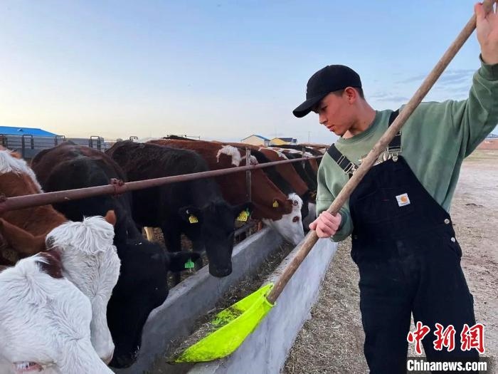 圖為敖木希勒在喂牛?！“侥鞠＠展﹫D