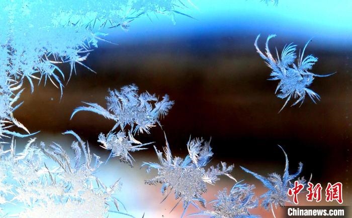 玉樹瓊枝盈滿窗?！O書程 攝