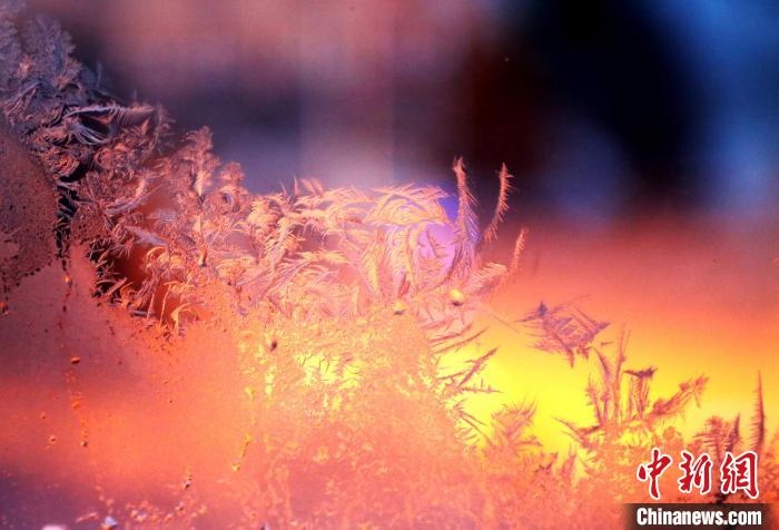 迎著光亮，冰窗花絢麗多姿?！O書程 攝