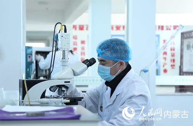 內(nèi)蒙古中農(nóng)興安種?？萍加邢薰韭鋺艨朴抑衅?，為肉牛產(chǎn)業(yè)發(fā)展提供了優(yōu)質(zhì)的種源保障。白俊華攝