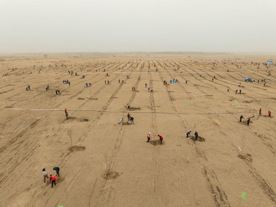 在高力板鎮(zhèn)花道卜和沙木嘎嘎查治理區(qū)，廣大干部群眾手植新綠，播種希望 （攝影：包寶音德力格爾）.JPG