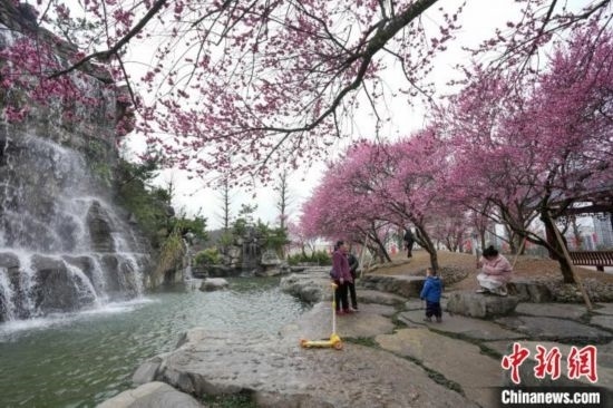 2月23日，市民在乾藝梅園景區(qū)觀賞綻放的梅花。陳興輝 攝