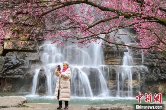 2月23日，市民在乾藝梅園景區(qū)拍攝綻放的梅花。瞿宏倫 攝