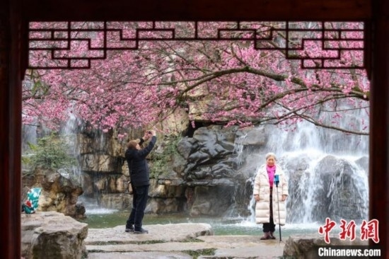 2月23日，市民在乾藝梅園景區(qū)觀賞拍攝綻放的梅花。瞿宏倫 攝