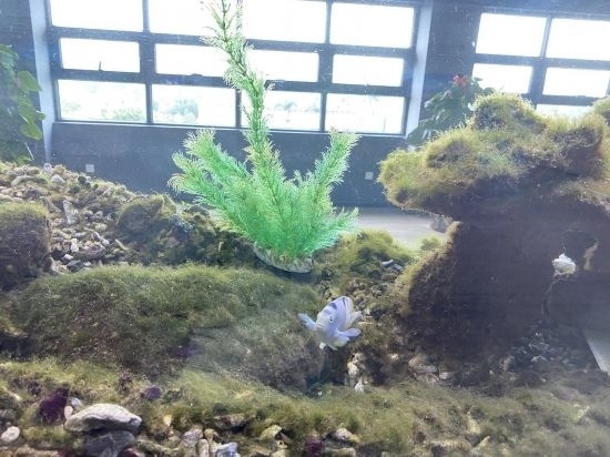 圖為寶鋼湛江鋼鐵水控中心，觀賞海魚在鋼渣漁礁里游動