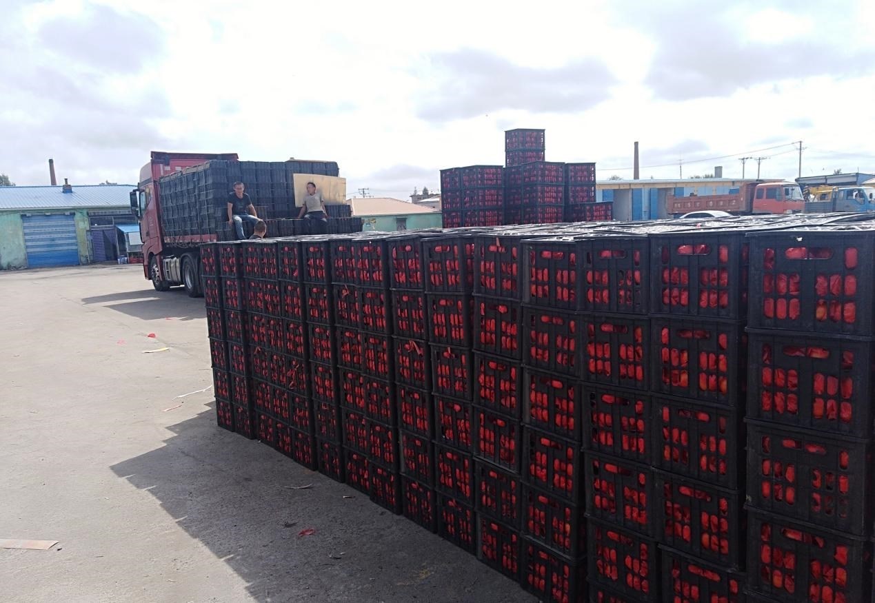 　　外銷的蔬菜在市場等待拉運(yùn)。受訪者供圖