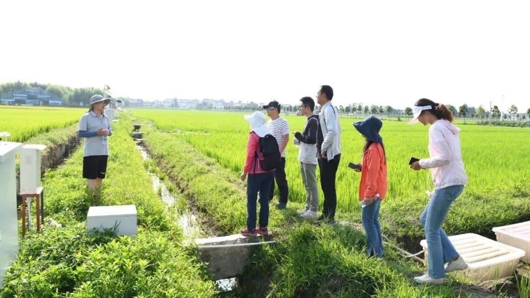 △云南大理古生村科技小院成員在田間調(diào)查。