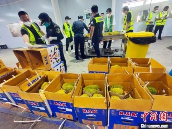 圖為海關(guān)關(guān)員對進(jìn)口榴蓮進(jìn)行查驗。黃艷梅 攝
