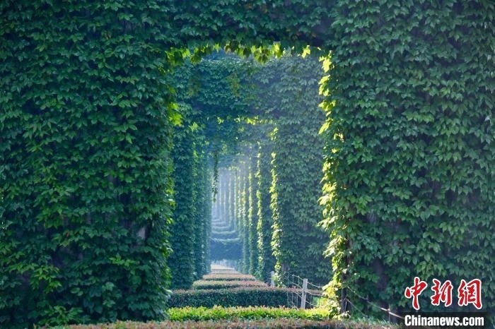 成都二環(huán)高架橋墩被植被爬滿，形成“綠野仙蹤”景觀?！埨?攝