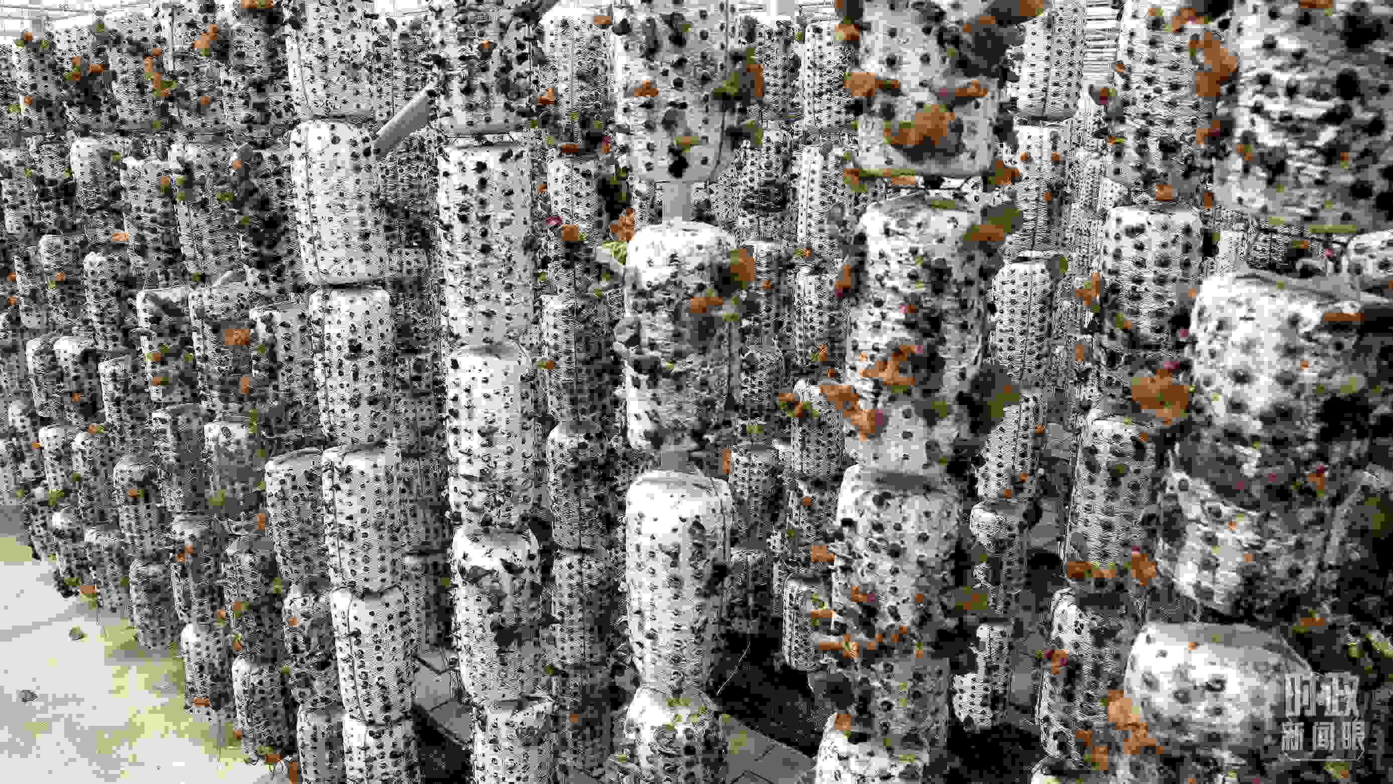 △金米村的小木耳、大產(chǎn)業(yè)。（圖／視覺(jué)中國(guó)）