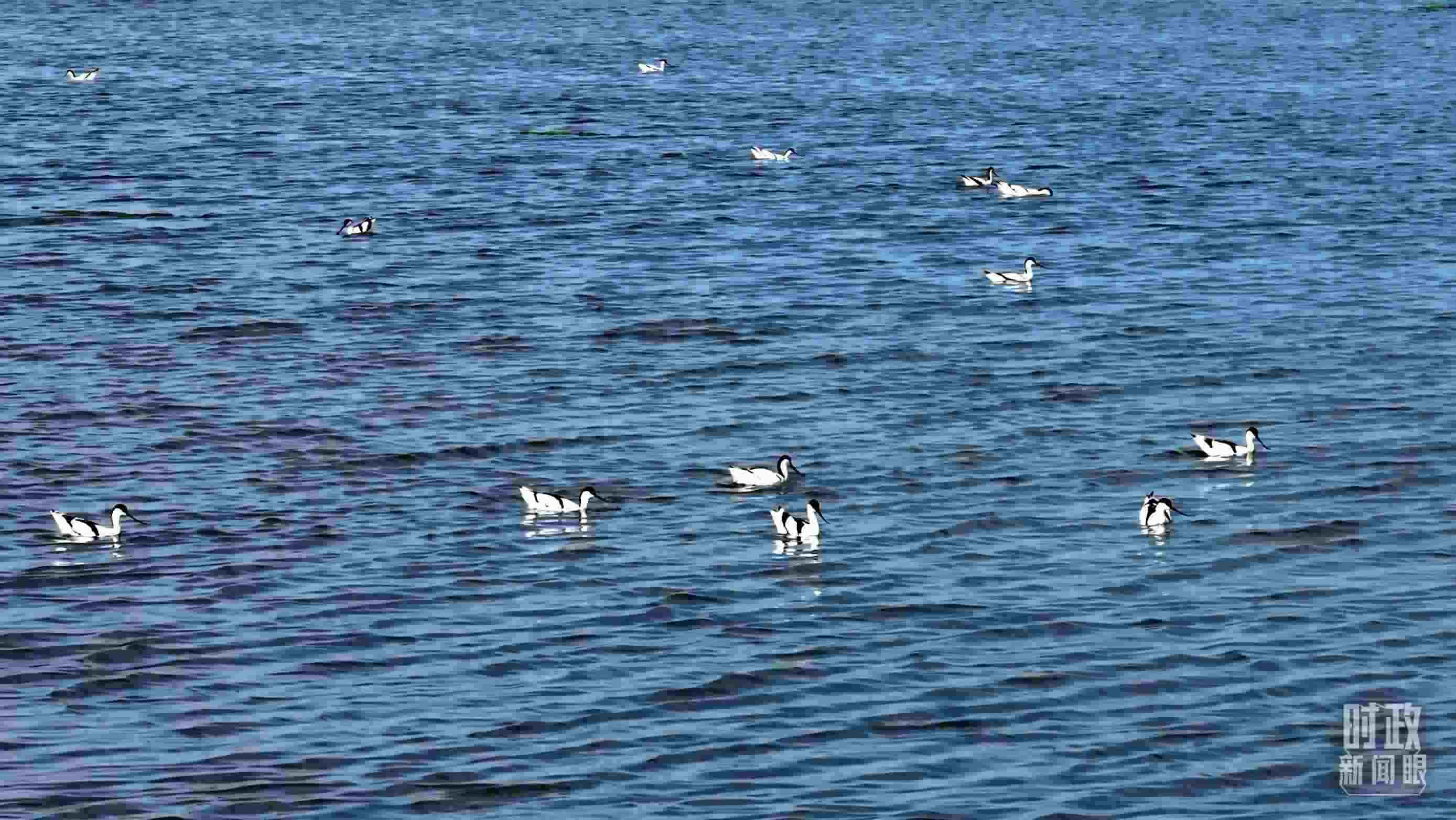 △鹽湖棲息的鳥(niǎo)類(lèi)。（總臺(tái)記者裴大偉、康曉宇拍攝）