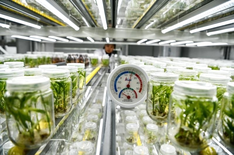工作人員在貴陽市開陽縣南江蔬菜良種繁育中心的組培中心查看姜苗生長情況（2023年5月23日攝）。新華社記者 楊文斌 攝