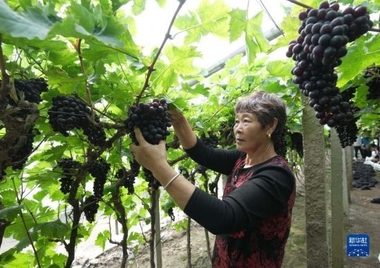5月26日，唐山市海港經濟開發(fā)區(qū)王灘鎮(zhèn)趙灘村農民在大棚內采摘葡萄。