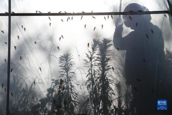 6月21日，山東省樂陵市西段鄉(xiāng)岔河村東亞飛蝗養(yǎng)殖基地的養(yǎng)殖戶在大棚內(nèi)忙碌。新華社記者 范長(zhǎng)國(guó) 攝