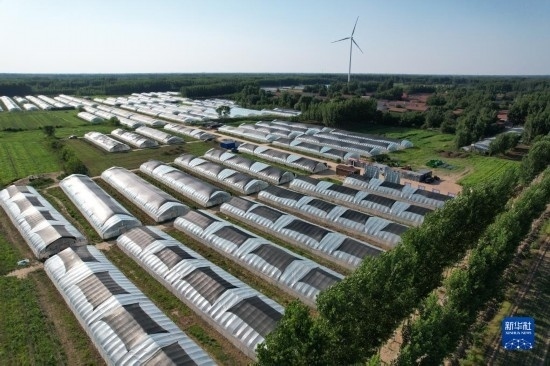 這是6月21日在山東省樂陵市西段鄉(xiāng)岔河村拍攝的東亞飛蝗養(yǎng)殖基地（無(wú)人機(jī)照片）。新華社記者 范長(zhǎng)國(guó) 攝