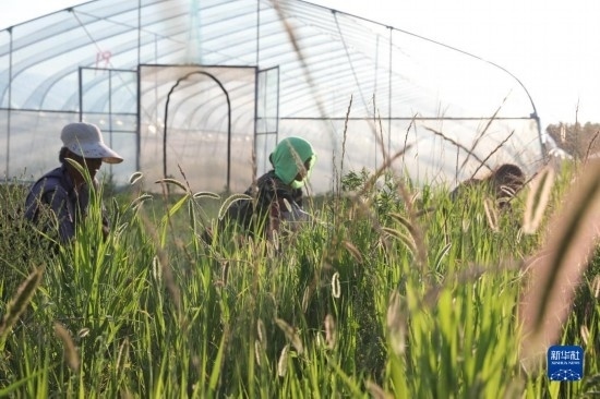 6月21日，山東省樂陵市西段鄉(xiāng)岔河村東亞飛蝗養(yǎng)殖基地的螞蚱養(yǎng)殖戶在割草。新華社記者 范長(zhǎng)國(guó) 攝