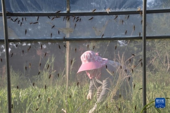 6月21日，山東省樂陵市西段鄉(xiāng)岔河村東亞飛蝗養(yǎng)殖基地的螞蚱養(yǎng)殖戶在割草。新華社記者 范長(zhǎng)國(guó) 攝