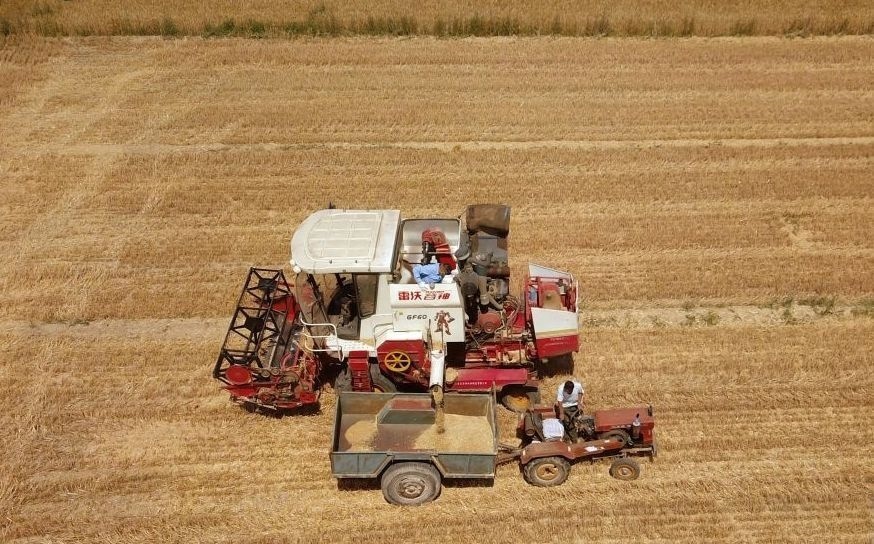 2023年6月14日，在山東省臨邑縣林子鎮(zhèn)，聯(lián)合收割機(jī)在收獲小麥。