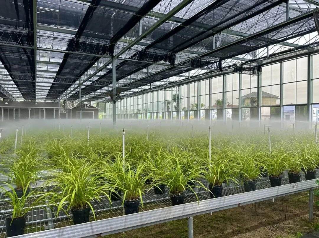 浙江省紹興市柯橋區(qū)漓渚鎮(zhèn)棠棣村的蘭花種植基地。靜玄 攝