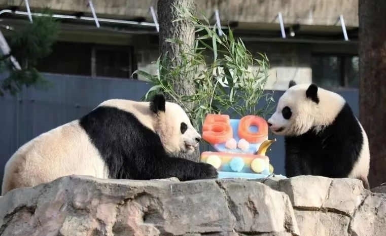 2022年，美國國家動物園舉辦活動慶祝大熊貓抵美50周年，園方為大熊貓“美香”“添添”和“小奇跡”一家三口準備了有“50”字樣的冰凍水果蛋糕。（圖片來源：雅安市廣播電視臺）