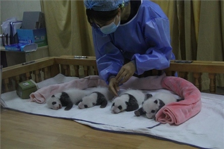 成都大熊貓繁育研究基地成立于1987年，先后攻克了大熊貓人工飼養(yǎng)與管理、繁殖與育幼、疾病防控與種群遺傳管理等關(guān)鍵技術(shù)難題，建成全球最大的大熊貓人工繁育遷地保護種群，數(shù)量達230余只。（圖片來源：成都大熊貓繁育研究基地網(wǎng)站）