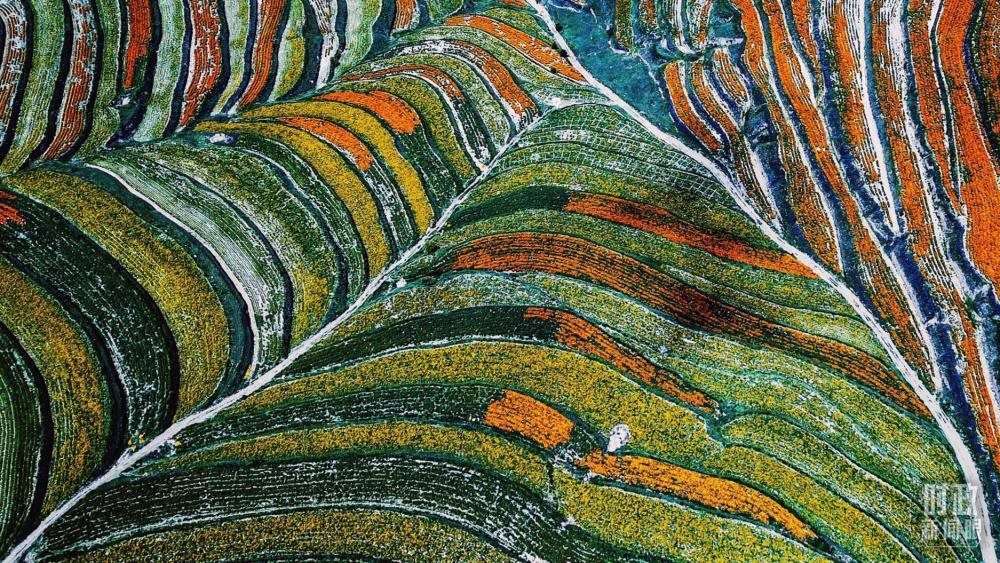 寧夏彭陽(yáng)縣。萬(wàn)壽菊與格桑花盛開(kāi)在錯(cuò)落的山間梯田上。（總臺(tái)國(guó)廣記者李晉拍攝）