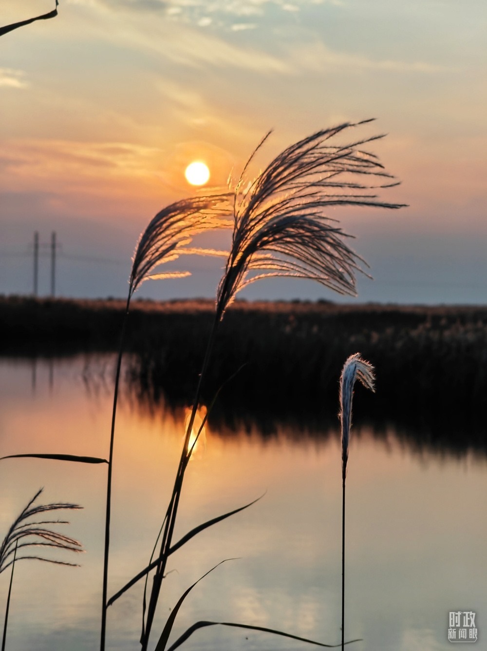2021年10月，習(xí)近平赴山東東營(yíng)考察黃河入海口。黃河三角洲濕地，蘆葦飄蕩。（總臺(tái)央視記者彭漢明拍攝）