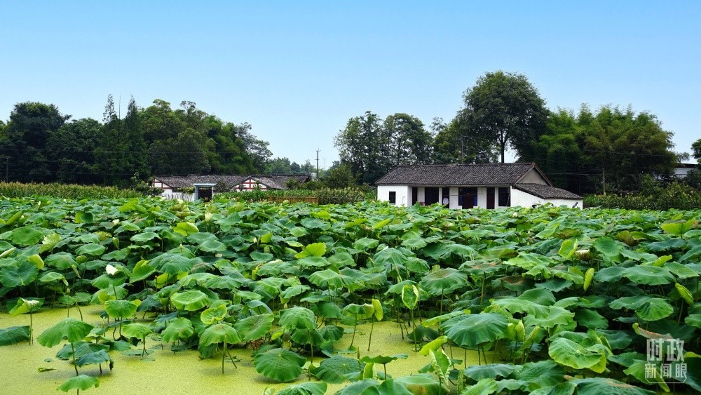 四川眉山，永豐村荷塘。2022年6月，習(xí)近平曾到此調(diào)研鄉(xiāng)村振興情況。（總臺(tái)央廣記者潘毅拍攝）