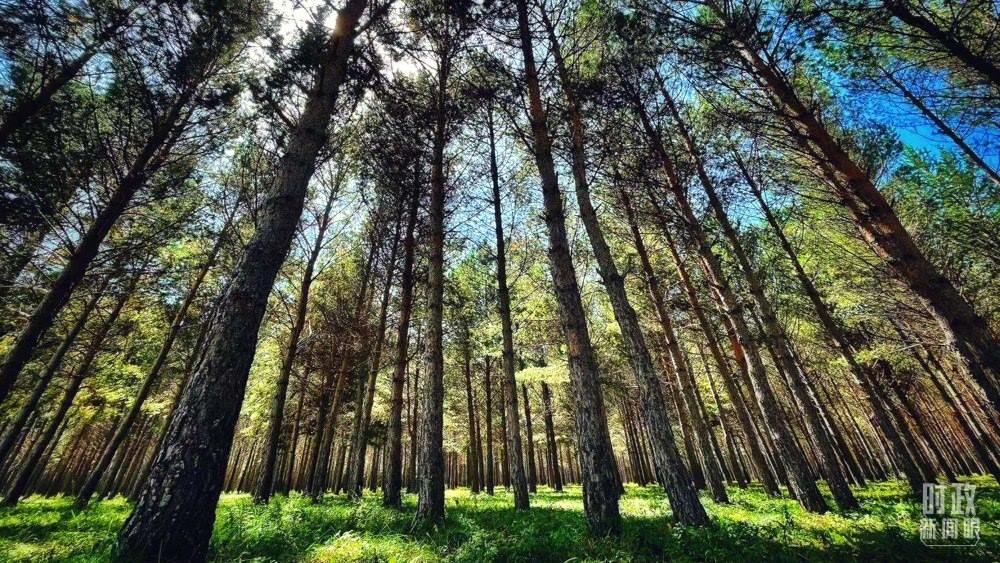 河北塞罕壩。（總臺(tái)央視記者謝曉光拍攝）